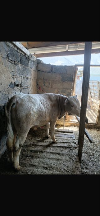 Бычок 11 месяцев, на откорм