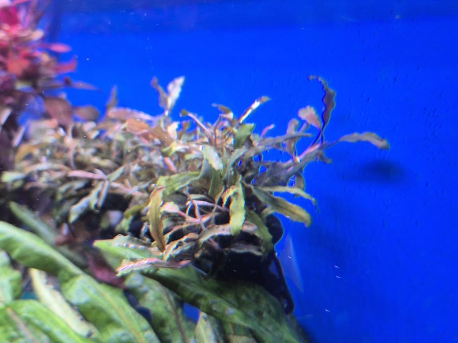 Аквариумные растения буцефаландра