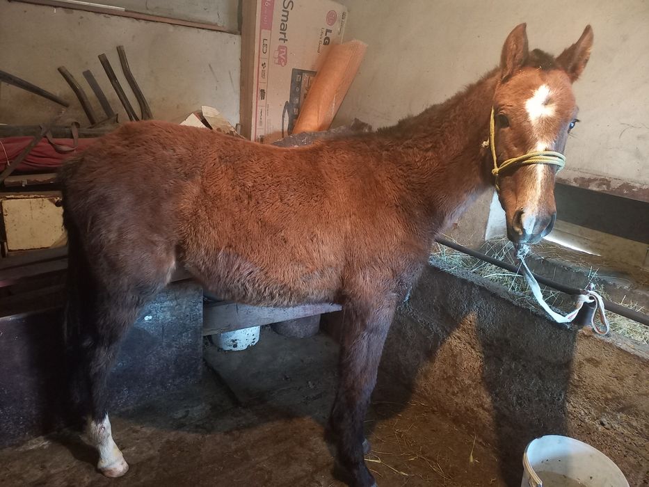 Жабағы сатылады жуас