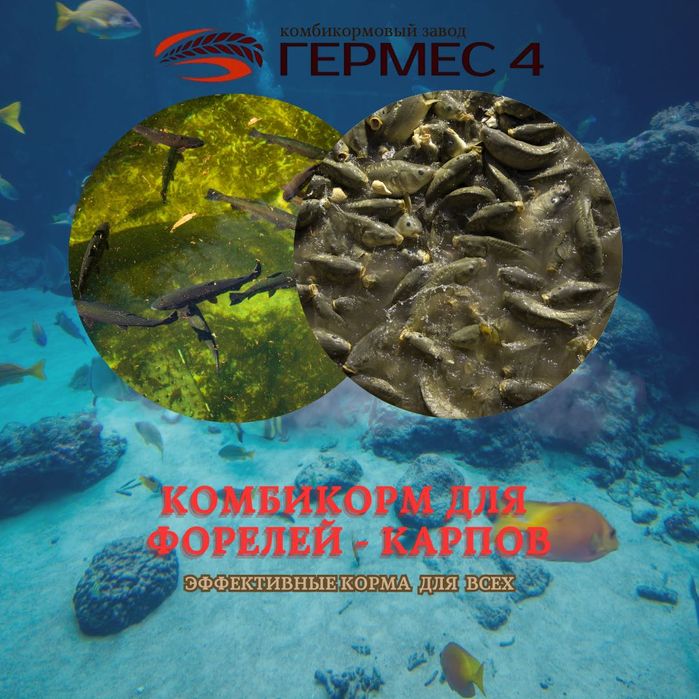 Комбикорм для всех направлений