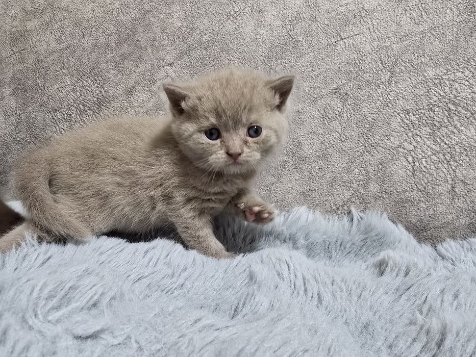 Продам породистого котенка