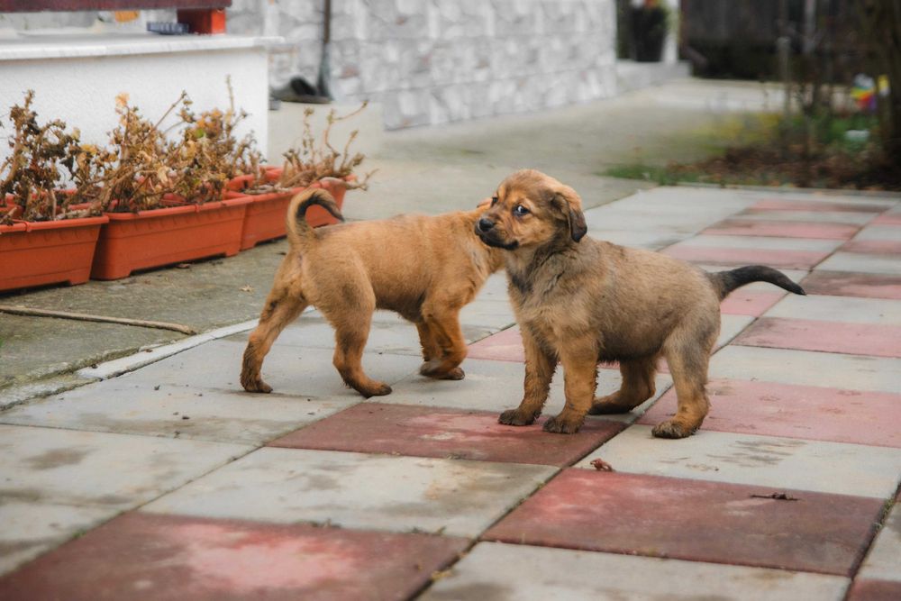 Catelusi in cautare de stapan  foarte jucausi
