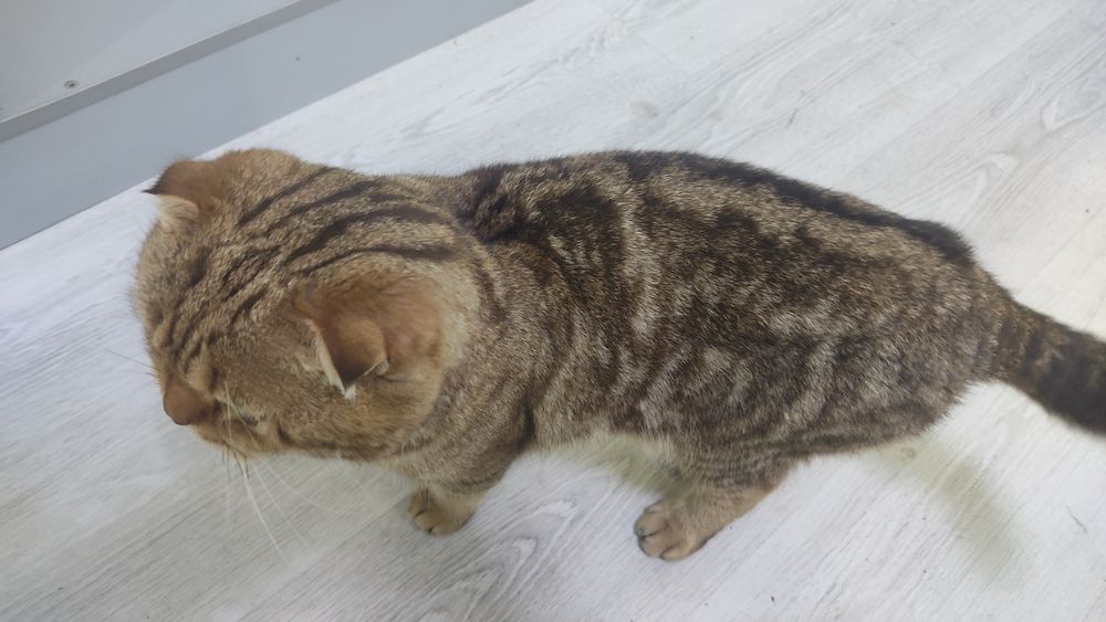 Skotich fold 9oyli ogil bola