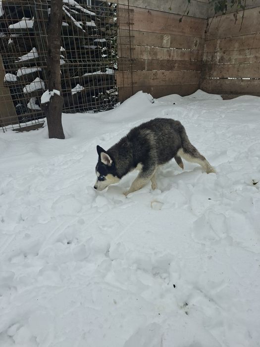 Mascul husky cu ochii albaștri