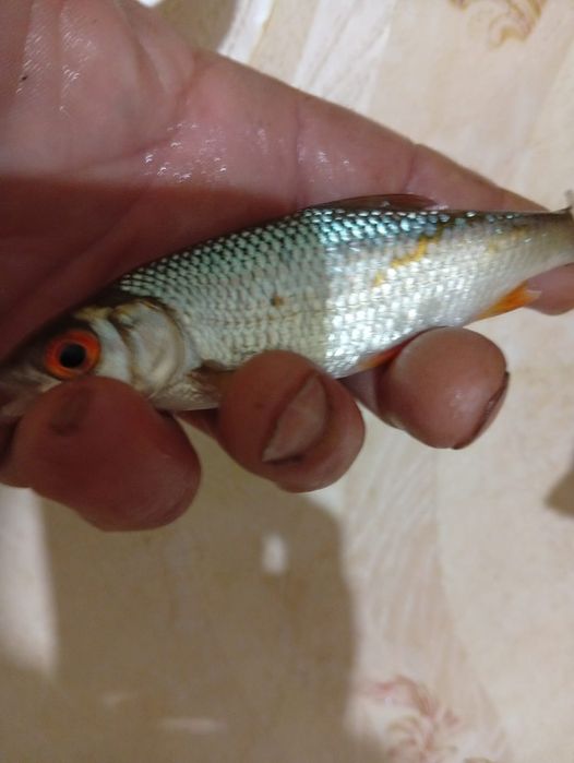 Живец плотва - 80г.