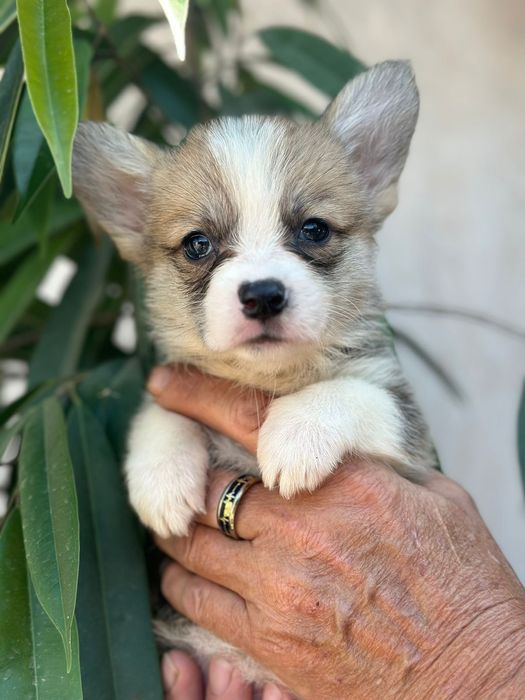 Вельш корги пемброк рыжего окраса