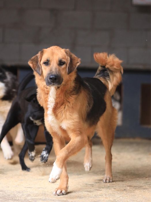Очень срочно! Собака в добрые руки!