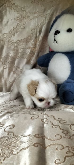 Мальчик японского хина.