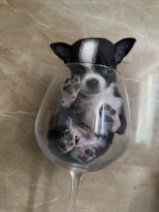 Карманная собачка щенки микро и мини