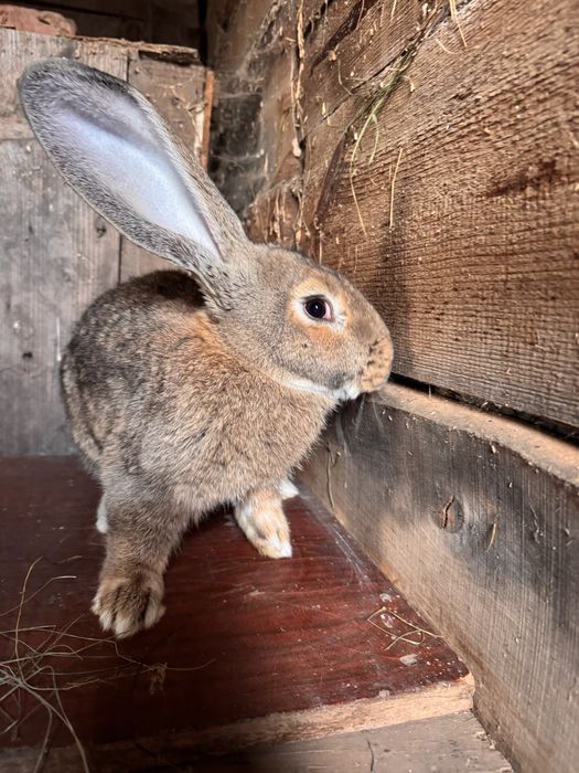 Продам крола породы франдер