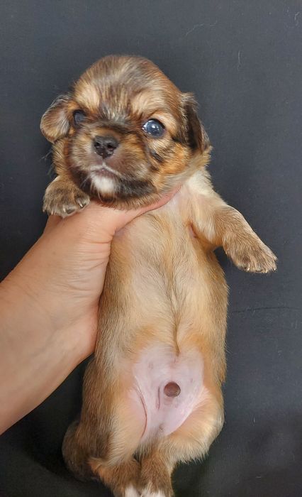 Продаю щенка чихуахуа