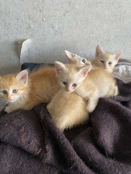 Котята ищут добрых хозяев