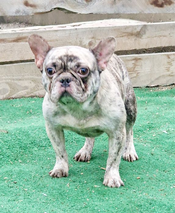 Mascul buldog francez merle