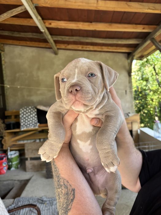 American Bully ABKC