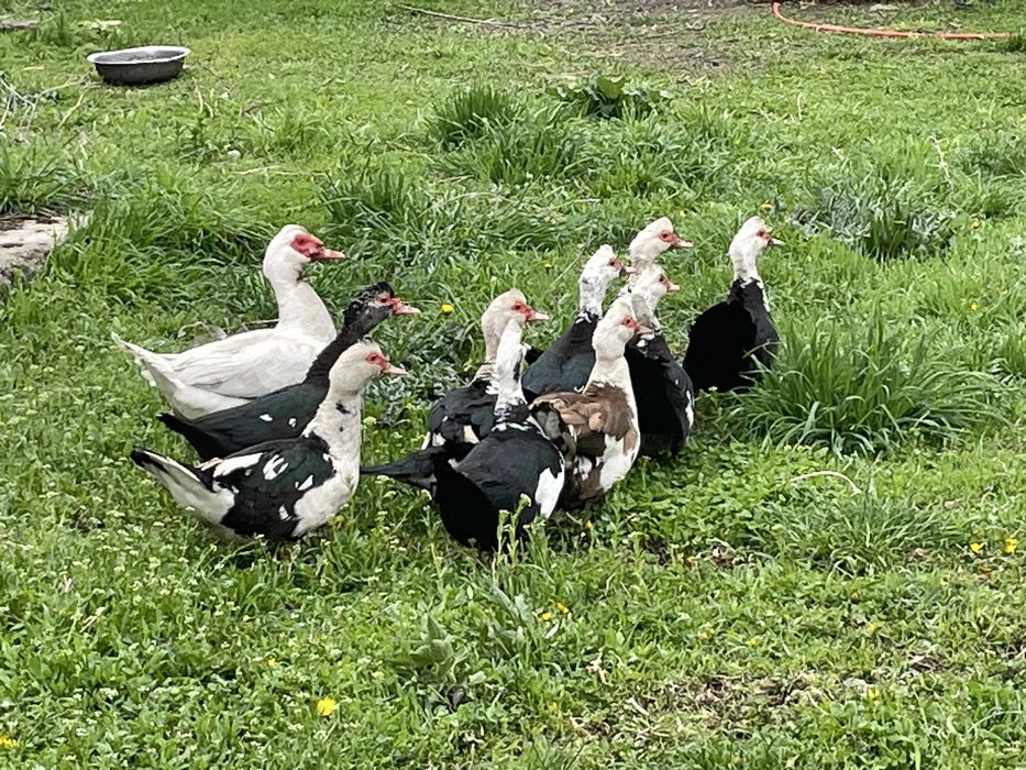 Продам домашних уток