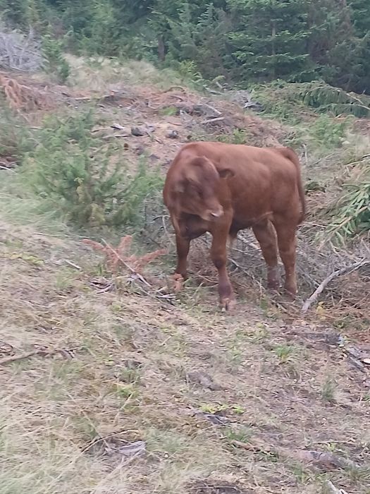 Tăuraș Angus vitele