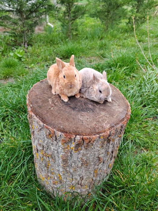 Vând iepurași Rex pitic din părinți tatuați rasă pură