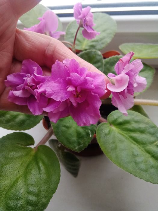 Листочки по 200 т.