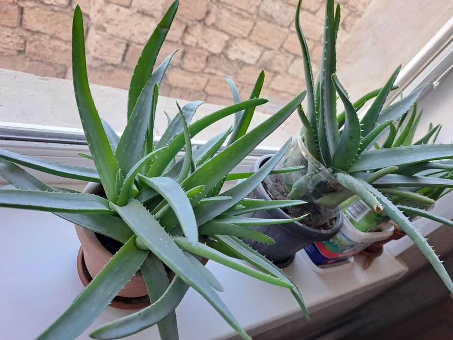 алоэ вера за копейки