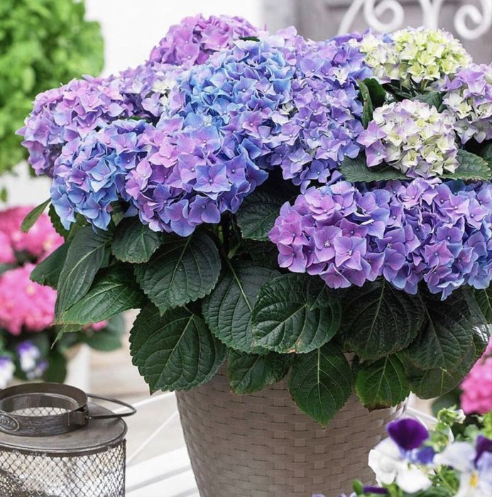 Продам гортензию