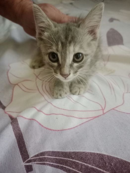 Котята домашние. Даром.