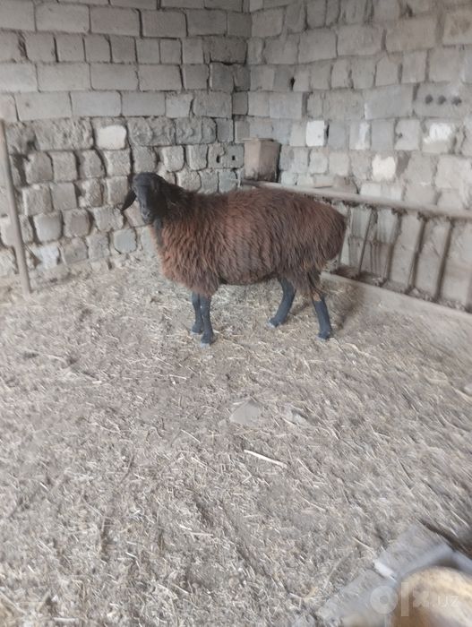 Qazoqi Quy va Hisori Quchqor sotiladi
