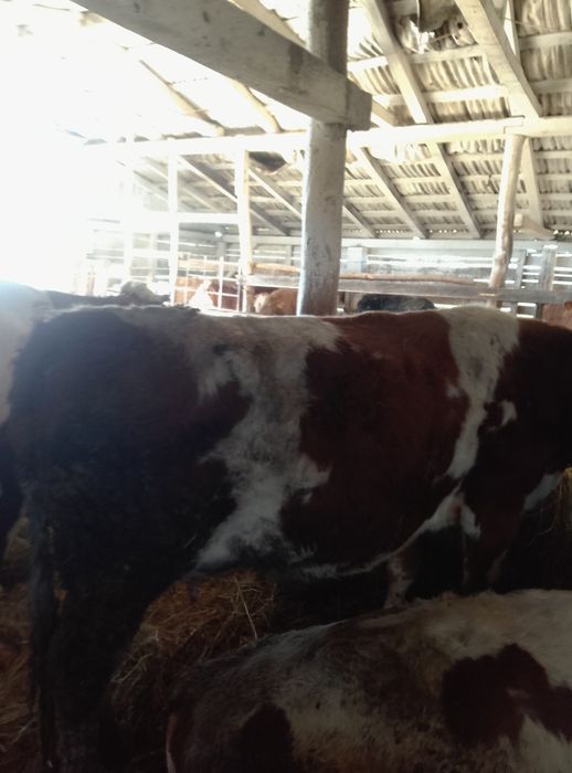 Vond jurincă la prima fotare blond are 15 lapte pe zi