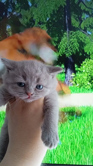 Британские котята