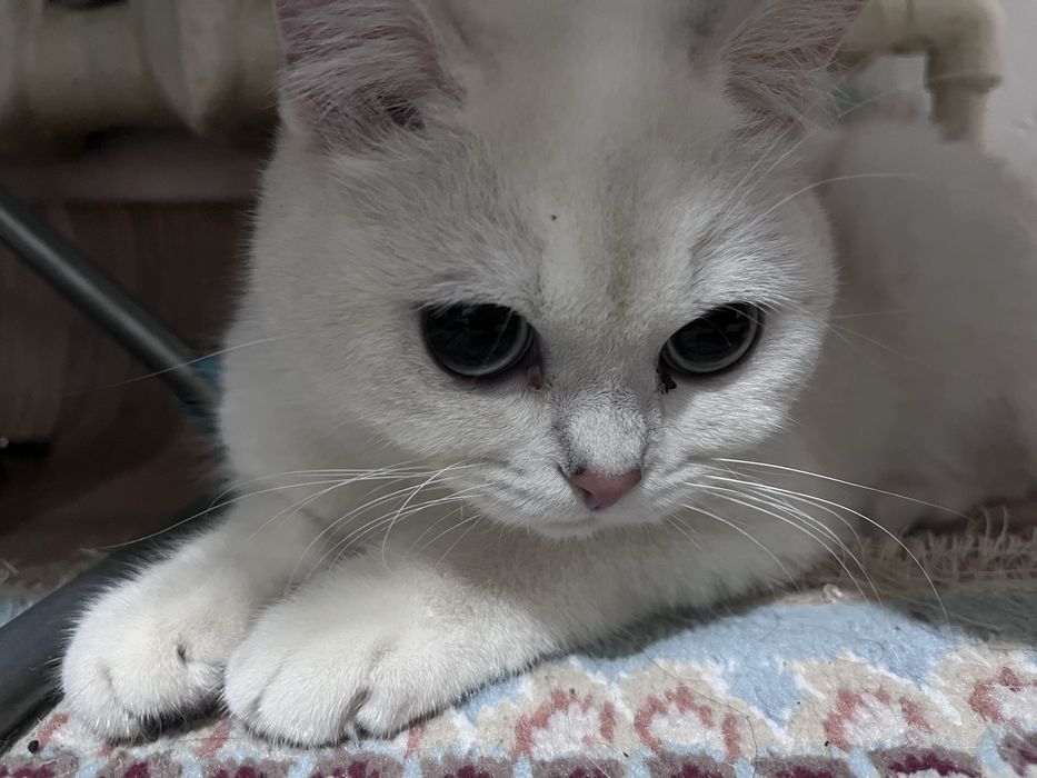 Кот британский прямоухи