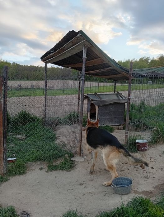 Câine lup ciobanesc german donatie
