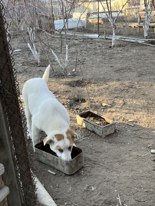 Ит сатылады алабай