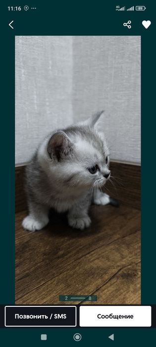 Продаются котята срочно