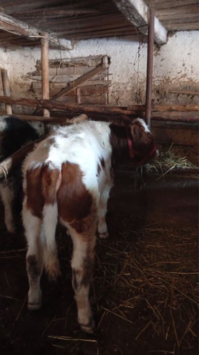 Vitica alb cu rosu baltata romaneasca