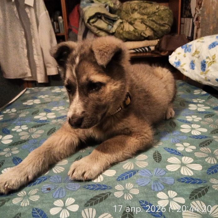 Щенок девочка в поисках дома