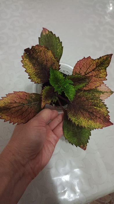 Комнатные растения