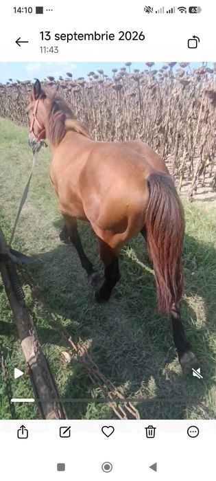 Vând mânză de 9 luni. Detalii la telefon 0736078151