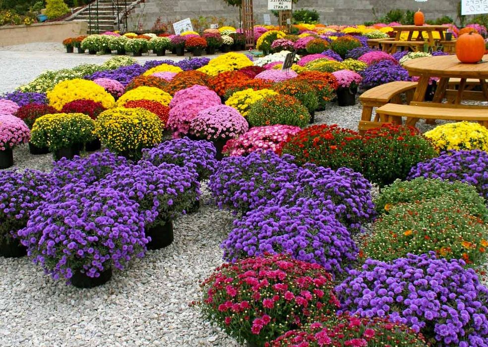 Хризантема глобус