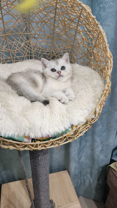 Продаётся британский котёнок мальчик