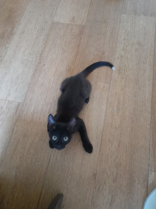 Бесплатно котенок