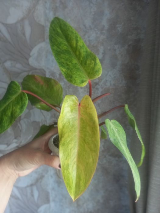 Продам цветы разные