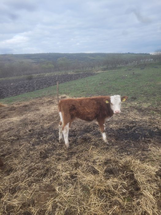 vand 3 vitele de 5 si 6 luni