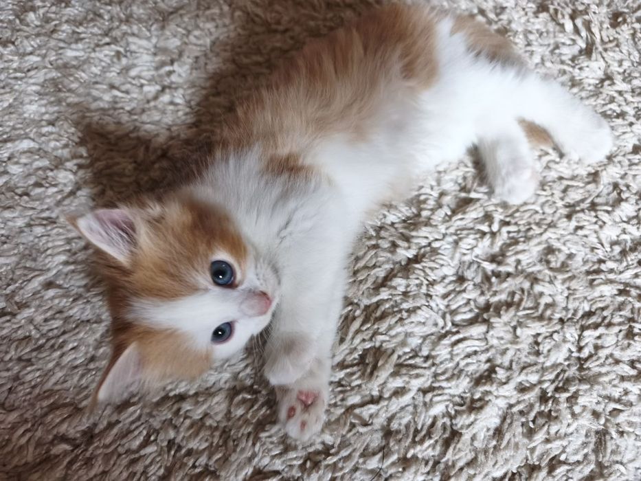 Отдаю котят в добрые руки