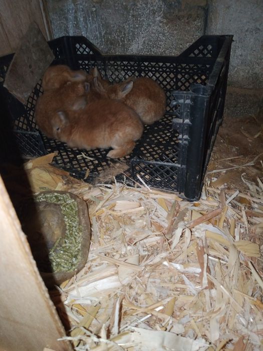 Quyon bolalar sotiladi