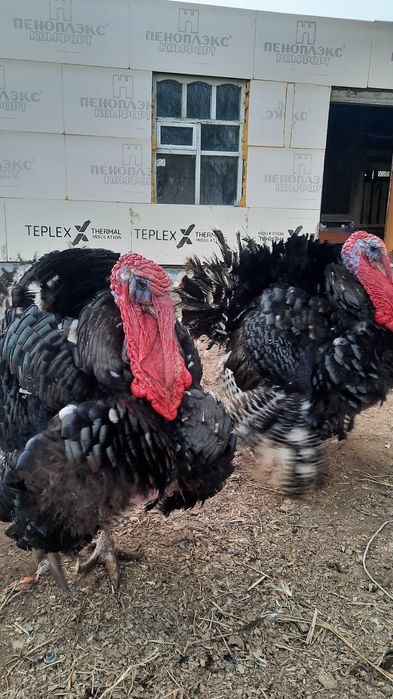 Индюк  Үндік  күрке тауық