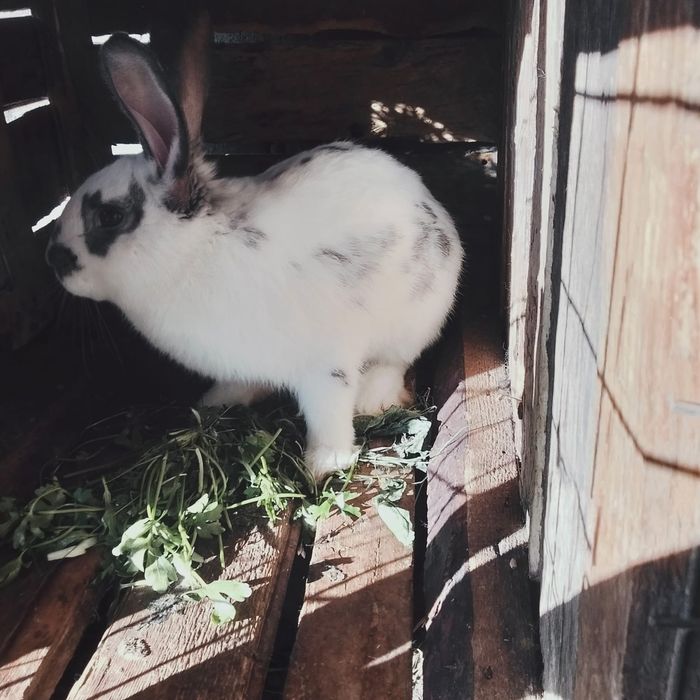 Продам кроликов разных возвростов