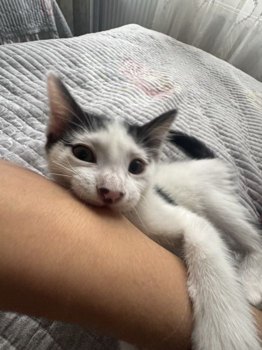 Котята бесплатно