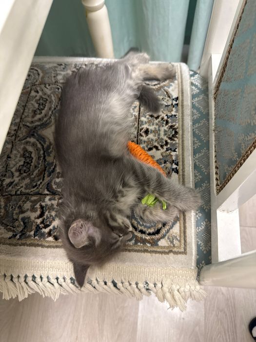 Отдаем котенка, девочка