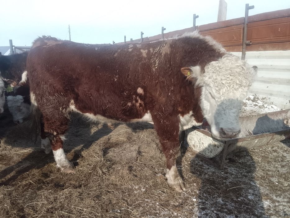 Продам Бык 1 категория