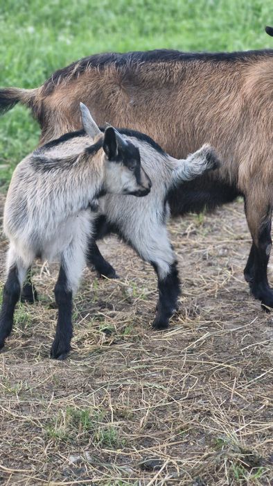 Vând ieduta de anul acesta