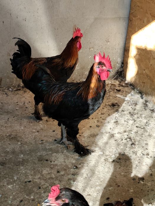 Cocoși tineri de rasă și metiși